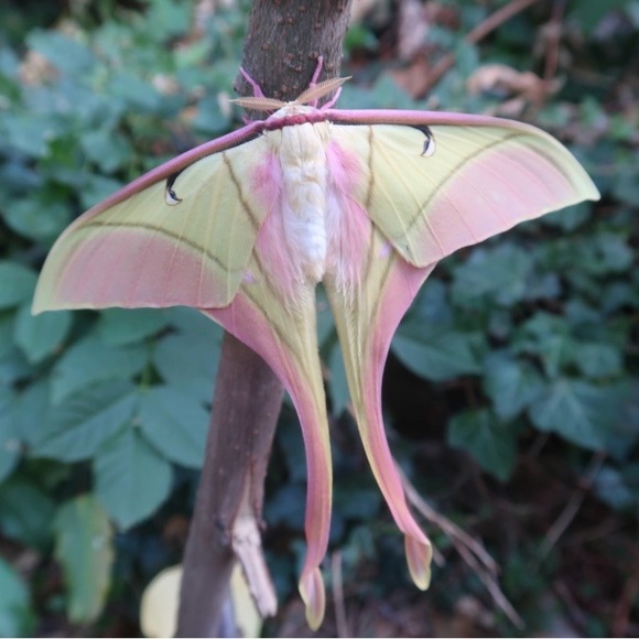 rosegoldmoth